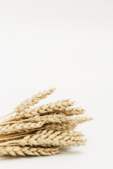 Ripe golden wheat ears close up. Background with ripening ears of cereal plant. Concept of autumnal harvest time
