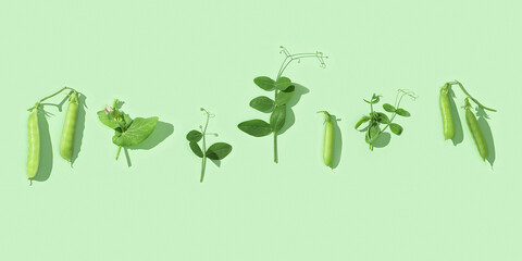 Fresh sweet green pea pods with leaves, pea sprouts, healthy vegetable food. Monochrome image
