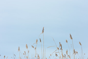 Dry plant reeds on lake, against blue sky, natural background. Environment, solace in nature, digital decor.