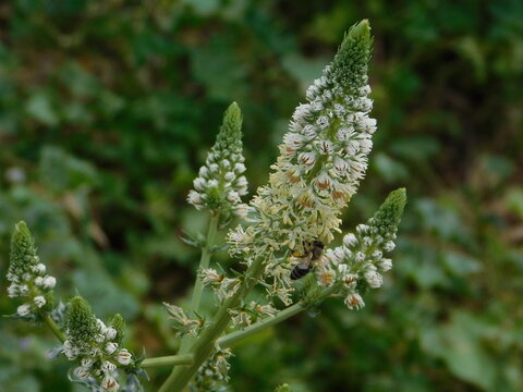A honey bee, or Apis mellifera, on a mignonette, or Reseda alba flower
