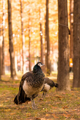 Group of peacock at the autumn forest with yellow foliage leaves in Nami Island, South Korea