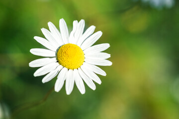 Close-up of chamomile flower on green nature background. Flower background. Copy space. Soft focus - Image