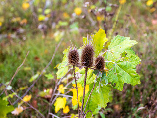 Autumn, a warm sunny day in a clearing in the park, plants completing their life cycle, against the...