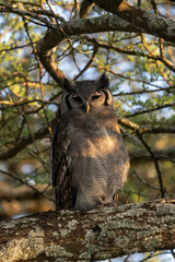 Verreaux's eagle-owl (Bubo lacteus) in Tarangire National Park, Tanzania