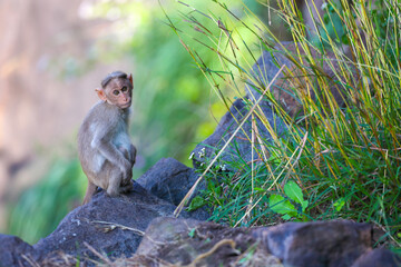 Little Monkey sitting on rock and posing to camera	
