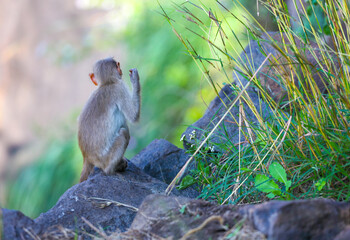 Little Monkey sitting on rock and posing to camera	
