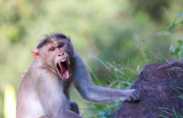 Angry wild monkey posing to camera © SBM Creatives