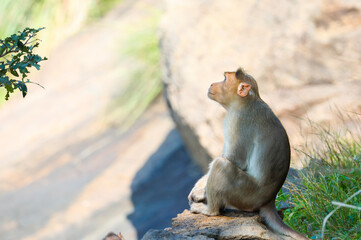Monkey sitting on rock and posing to camera