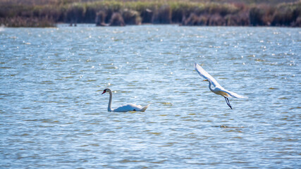 The flight of the little egret over the lake with white swan