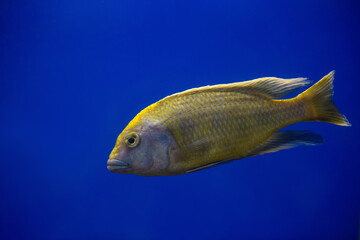 Yellow cichlid fish swims in an aquarium on a blue background