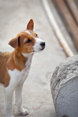 Portrait of Indian street dog posing to camera	
