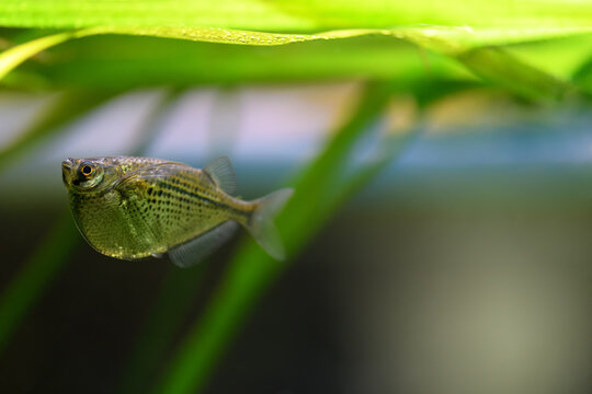 Gasteropelecus sternicla. Sternickle's wedge-bellied fishbowl swimming in an aquarium. Fish Hatchet, soft focus