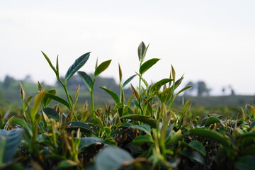 tea leaves in the wind