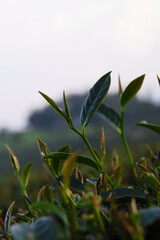 tea leaves on the ground