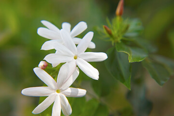 Jasmine (Jasminum azoricum) flower in garden
