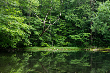 SONY DSC forest, trees,woods,nature,oirase river,aomori,japan,newleaves,river,deadtrees,pond,landscape,green,風景,青森県,森,奥入瀬,新芽,グリーン,