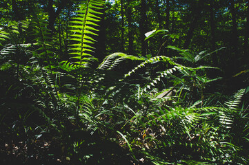 SONY DSC forest, trees,woods,nature,oirase river,aomori,japan,newleaves,river,deadtrees,pond,landscape,green,風景,青森県,森,奥入瀬,新芽,グリーン,