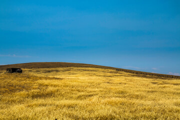 vast summer golden field  in California's Central Valley.