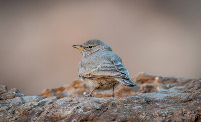 Isolated close up of a single Blackstart- Southern Israel