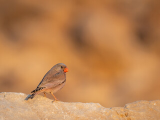 Isolated close up of a single Sinai Rosefinch- Southern Israel
