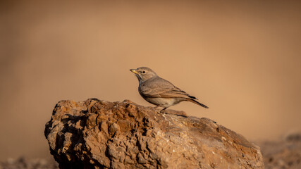 Isolated close up of a single Blackstart- Southern Israel