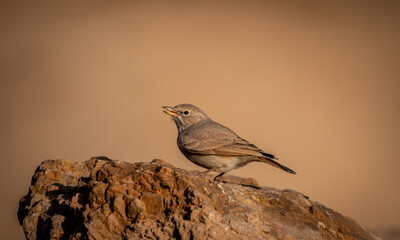 Isolated close up of a single Blackstart- Southern Israel
