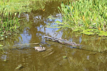 Mottled Duck aka Anas fulvigula swimming in pond.