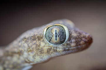 Isolated close up macro portrait of a gecko- Southern Israel