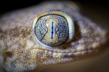 Isolated close up macro portrait of a gecko- Southern Israel