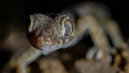 Isolated close up macro portrait of a gecko- Southern Israel