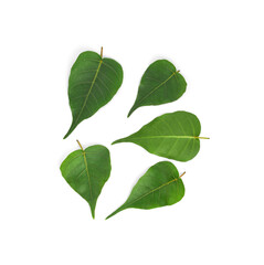 Obraz premium Pho leaf isolated on white background. (Pho leaf, bo leaf)