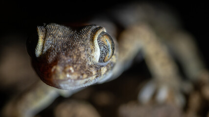 Isolated close up macro portrait of a gecko- Southern Israel