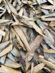 Dry fallen autumn leaves oh the ground