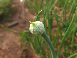 Flowering onion, or alliums in the summer garden. blooming onion plant in garden. Closeup of white onions flowers on summer field. Onion plants with beautiful white flowers blooming. Bulb onion flower