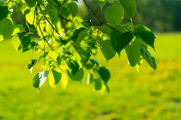 fresh linden foliage branch over blurred grass background