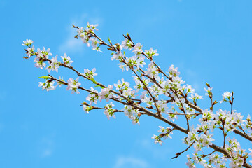 青空と桜(啓翁桜)