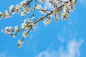 青空と桜(啓翁桜)