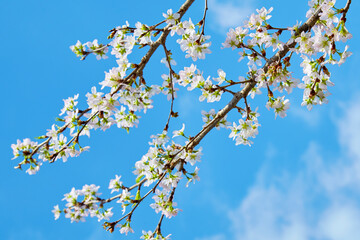 青空と桜(啓翁桜)