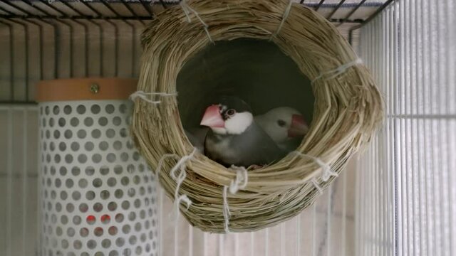 Pair Of Java Sparrows On A Nest Inside A Cage In Tokyo, Japan - close up