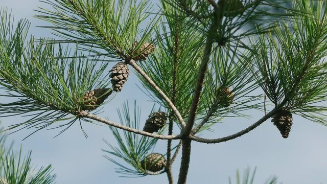 Japanese Red Pine Tree Branch With Leaves And Cones Against Blue Sky In Tokyo, Japan - close up