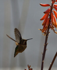fluttering lunch