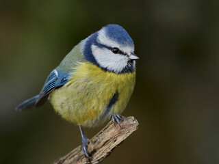 Blue Tit (Cyanistes caeruleus)