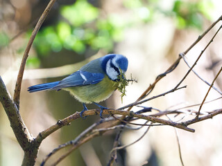 Blue Tit (Cyanistes caeruleus)