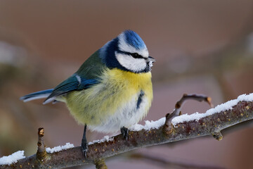 Blue Tit (Cyanistes caeruleus)