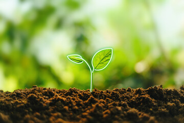 Small trees on the soil in nature