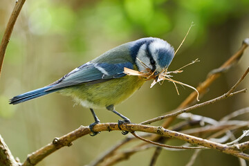 Blue Tit (Cyanistes caeruleus)