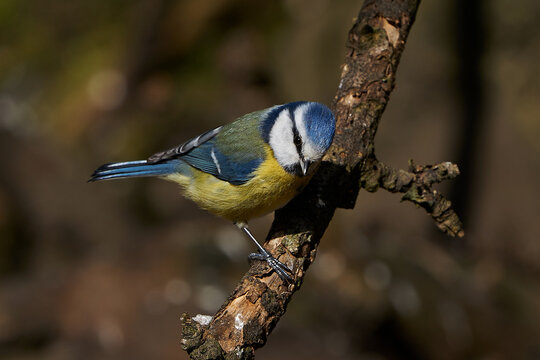 Cyanistes Images Browse 8,993 Stock Photos, Vectors, and Video