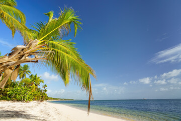 Palm trees on beautiful tropical sunny beach in Dominican republic