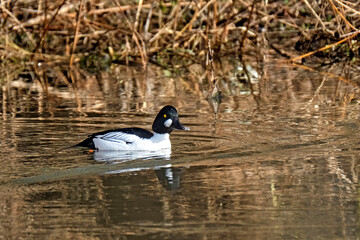 Schellente ( Bucephala clangula ) 
