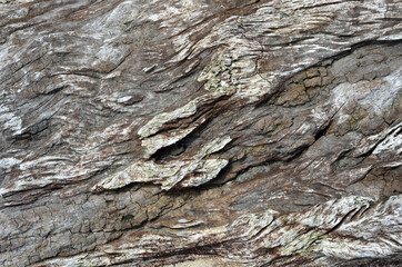 流木の模様　グラフィック素材